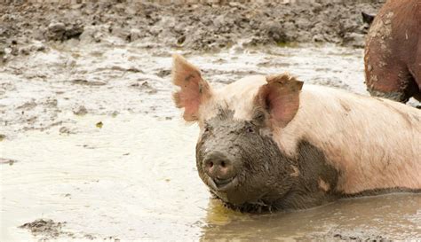 Breaking the Stereotypes: The Appeal of a Chubby Pig