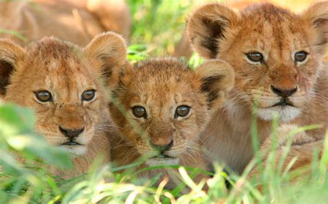 Bringing Dreams to Life: The Ambitious Fantasies of Young Lion Cubs