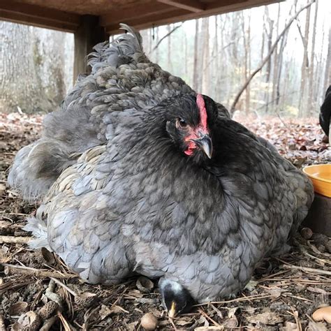 Broody Breeds: Exploring the Natural Predisposition of Hens to Go Broody