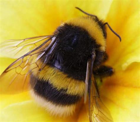 Bumblebees: Nature's Tiny Dreamers