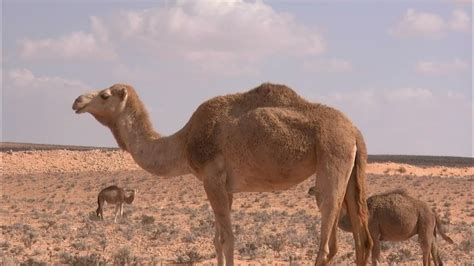 Camels: Masters of Adaptability