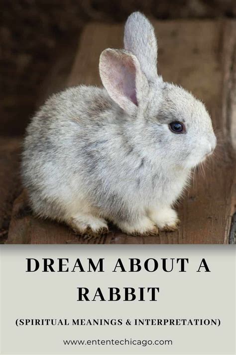 Can Rabbit Dreams Indicate Chance Encounters?