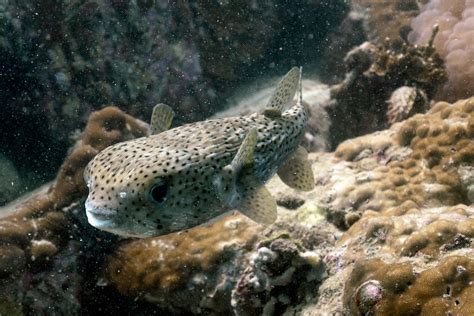 Captivating Dream: Experience a Giant Aquarium Fish Devouring its Meal