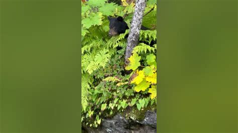 Captivating Scenes: Watching the Inquisitive Bear Cubs Explore