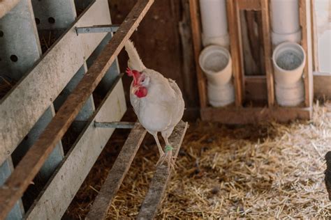 Caring for Your Feathered Friends: Tips for Raising Happy and Healthy Chickens