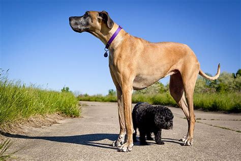 Caring for a Majestic Beast: Understanding the Special Needs of Giant Dog Breeds