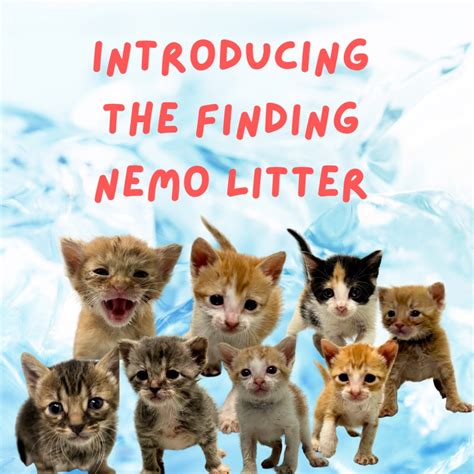 Caring for the Little Ones: Tips for Raising a Multicolored Litter