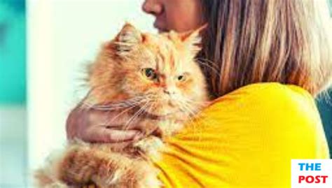 Cat Care 101: Tips for Maintaining Optimal Health in Your Feline Companions