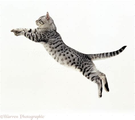 Cat Leaping: An Enthralling Display that Captivates Humanity