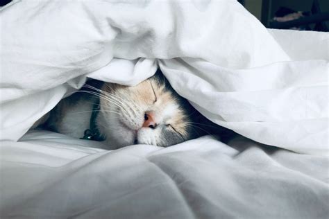 Cat Nap: Tips to Ensure a Tranquil and Restorative Slumber for Your Feline Companion