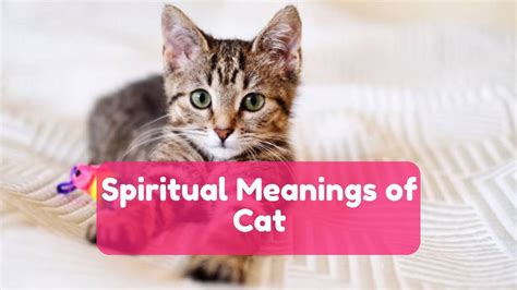 Cats and Kittens in Dream Interpretation: A Closer Look