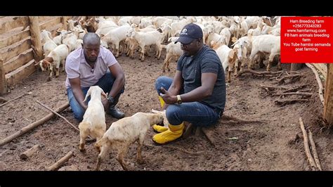 Challenges Faced by the Unconventional Goat Family