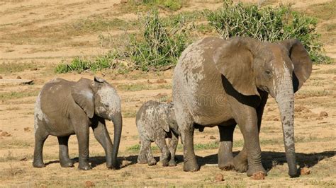 Challenges and Triumphs: The Journey to Bring the Young Pachyderm Back to its Natural Habitat