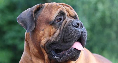 Characteristics and Temperament of Large, Ivory, Affectionate Canines