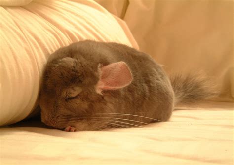 Chinchilla Dreams: A Glimpse into Their Emotional State?