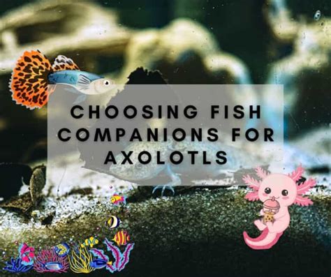 Choosing the Ideal Aquatic Companion for Ladies