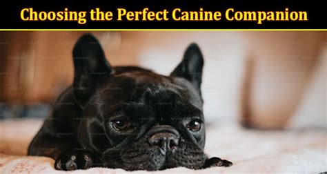 Choosing the Ideal Canine Companion for Your Family