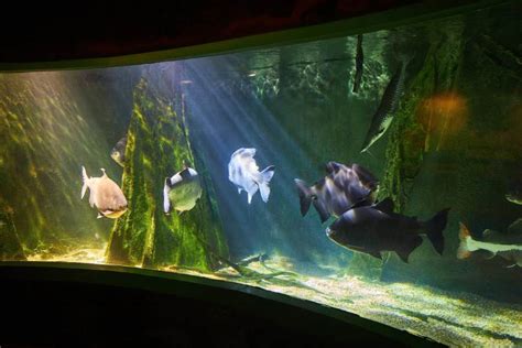 Choosing the Ideal Spot for Your Aquatic Haven