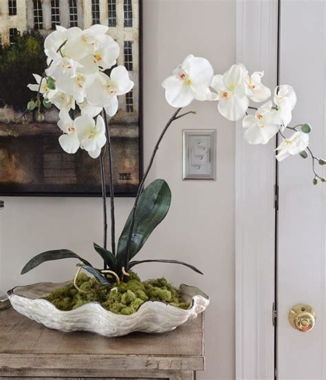 Choosing the Perfect Orchid for Your Home