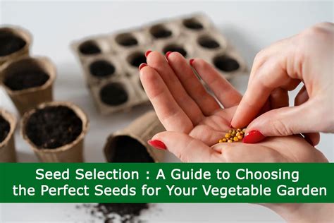 Choosing the Perfect Seeds for a Successful Yield