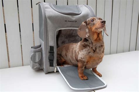 Choosing the Perfect Travel Carrier for Your Canine Companion