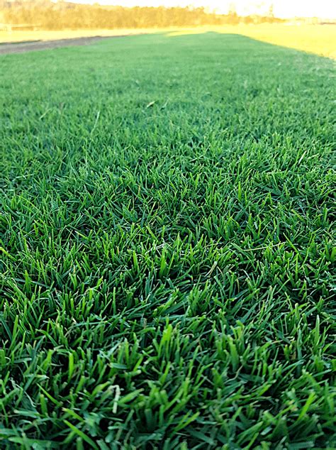 Choosing the Perfect Turf Variety for Your Local Climate