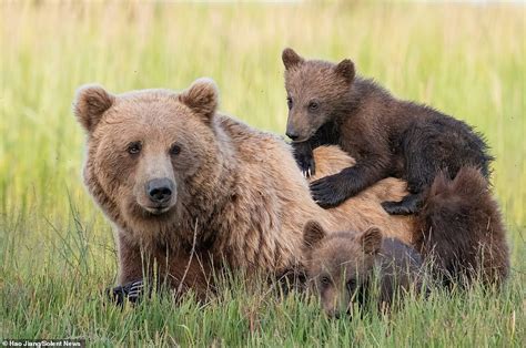 Close Encounter: An Unforgettable Experience with a Bear and her Adorable Cubs