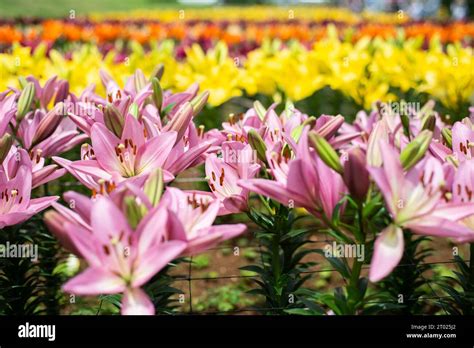 Collecting Lilies as a Symbol of Femininity