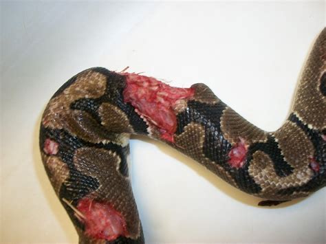 Common Symptoms of Tangerine Serpent Injuries