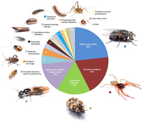 Common Types of Insects that Frequently Appear in Women's Dreams