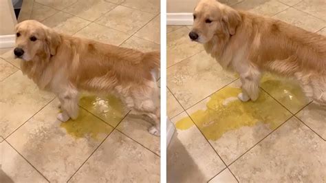 Commonly Accepted Interpretations of Canine Urine on the Ground