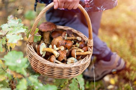 Communing with Nature: Porcini Mushroom Hunting as a Form of Meditation