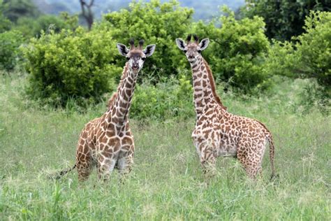 Community Efforts: Preserving Giraffe Populations