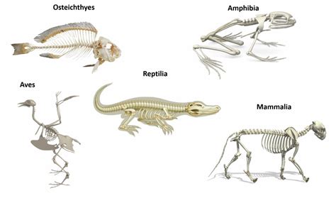 Comparing Fish Skeletons to Other Vertebrates