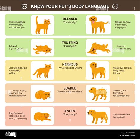 Comparing and Contrasting: Felines vs. Canines in Dream Symbolism