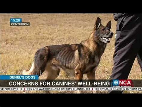 Concerns for the Health and Well-being of Canines Engaged in Combat