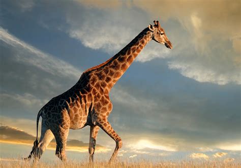 Connecting Earth and Sky: The Giraffe as a Symbol of Balance