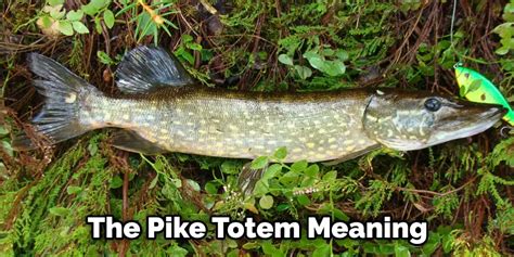 Connecting the Symbolism of the Pike with Personal Experiences