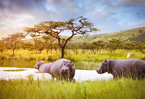 Connecting to Nature: The Hippopotamus' Habitat