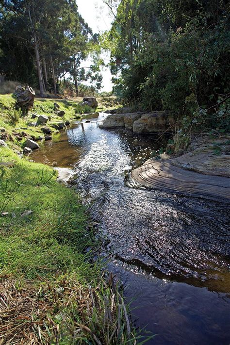 Connecting with Nature: A Journey Along the Rivulet