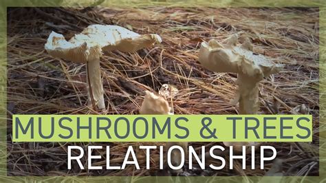 Connecting with Nature: Exploring the Relationship Between Mushroom Dreams and Women's Bond with the Earth