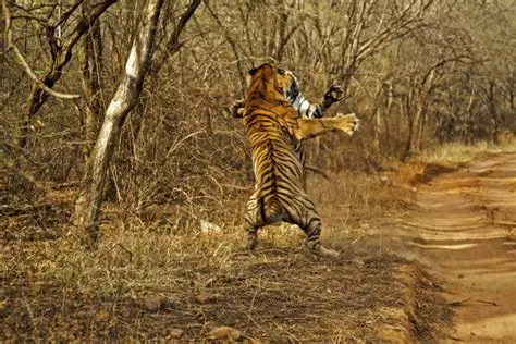 Connecting with Nature: The Profound Impact of Dreaming of a Magnificent Tigress