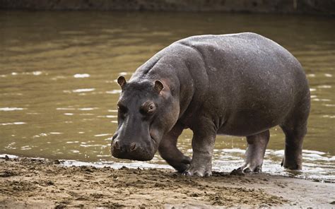 Connecting with Nature: The Symbolic Meaning of the Hippopotamus in Dreams