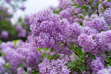 Connotations of Lilac Blossom in Different Cultures