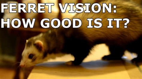 Conquering Obstacles: Harnessing the Wisdom Gained from a Mysterious Ferret Vision