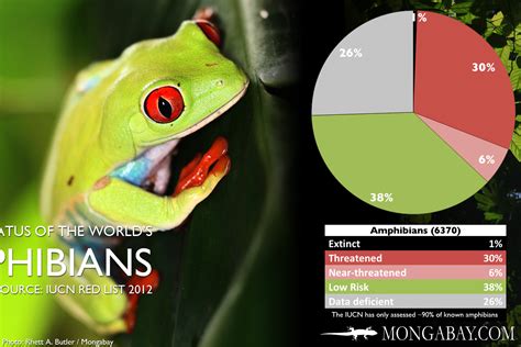 Conservation Efforts for the Endangered Huge-skulled Amphibian