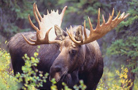 Conservation Efforts to Protect Moose Antlers and Their Habitat