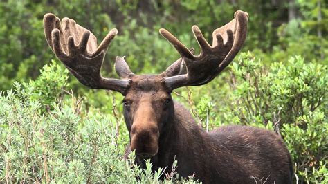 Conservation Implications: Flourishing Moose Population in the Woodland of Slobodskoy