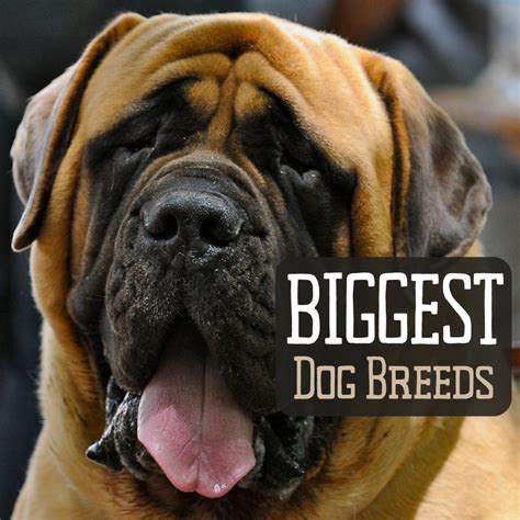 Considerations for the Health and Wellbeing of Large Breed Canines Owned by Women