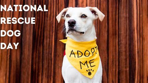 Considering Adoption: Finding the Ideal Rescue Canine